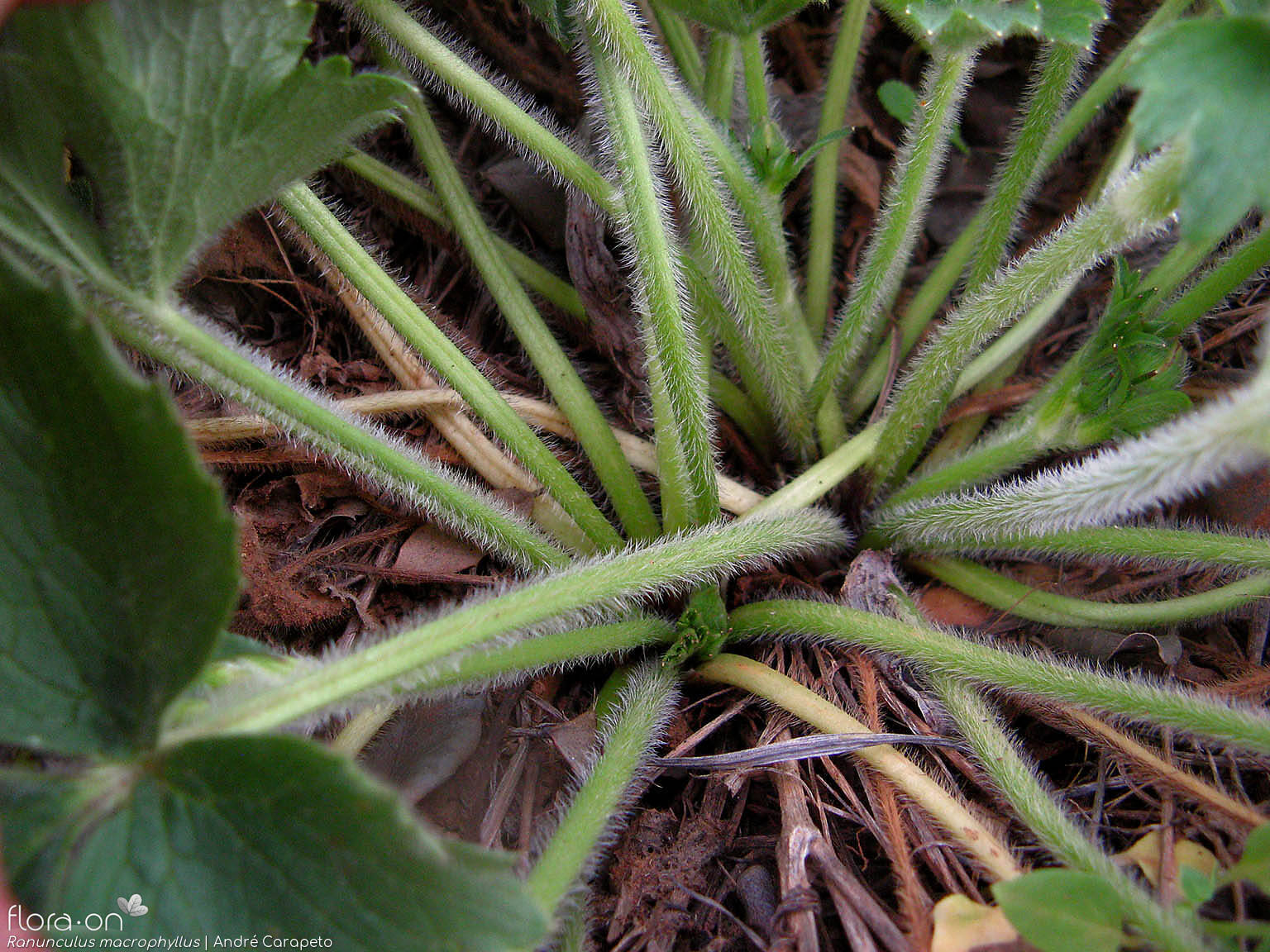 Ranunculus macrophyllus - Folha (geral) | André Carapeto; CC BY-NC 4.0