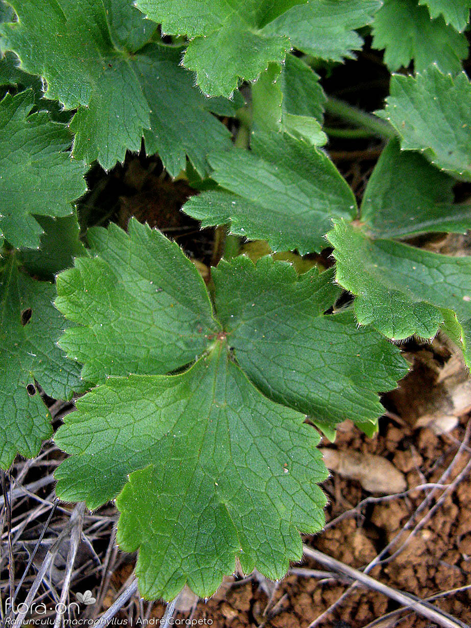 Ranunculus macrophyllus - Folha | André Carapeto; CC BY-NC 4.0