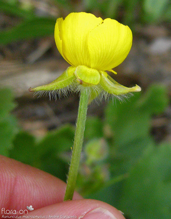 Ranunculus macrophyllus - Cálice | André Carapeto; CC BY-NC 4.0