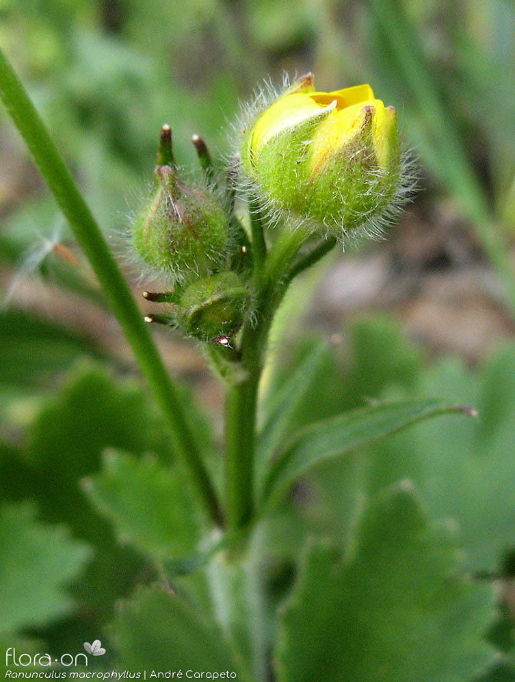 Ranunculus macrophyllus - Flor (close-up) | André Carapeto; CC BY-NC 4.0