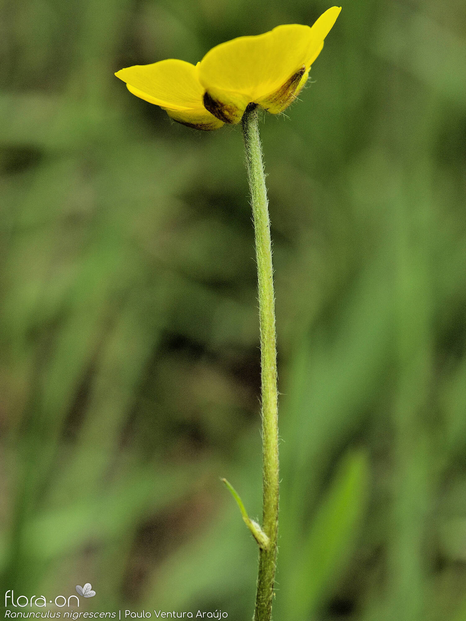 Ranunculus nigrescens - Flor (geral) | Paulo Ventura Araújo; CC BY-NC 4.0