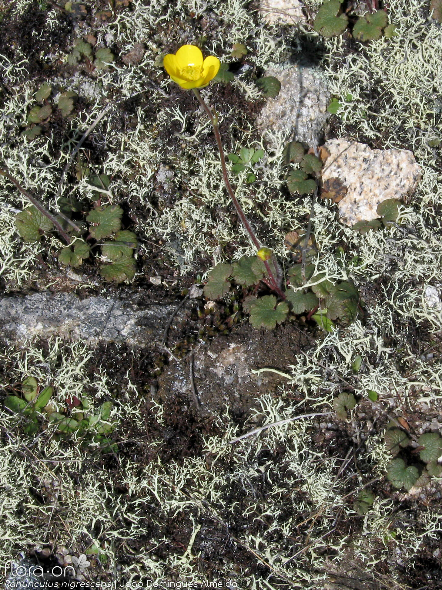 Ranunculus nigrescens - Habitat | João Domingues Almeida; CC BY-NC 4.0