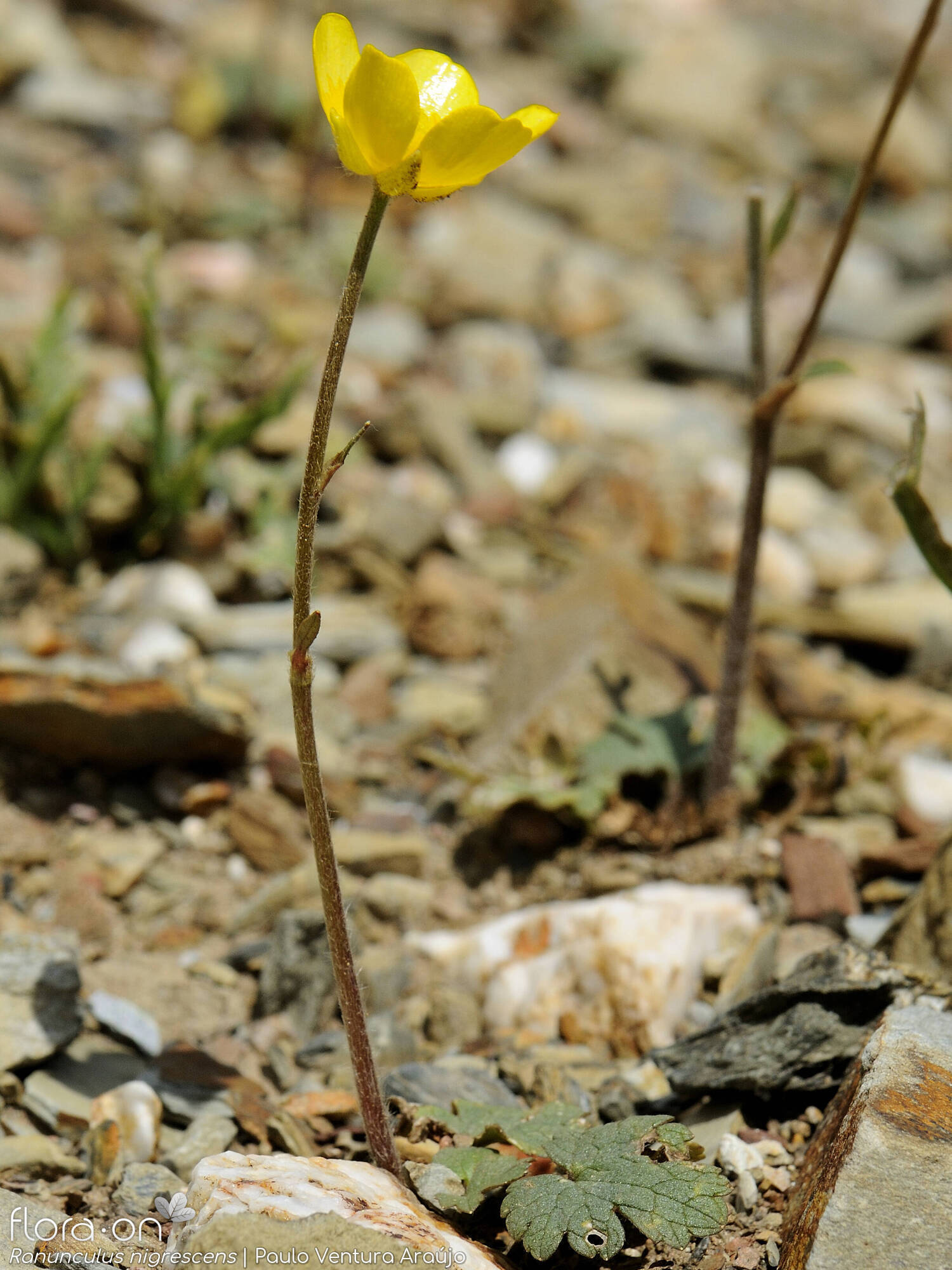 Ranunculus nigrescens - Hábito | Paulo Ventura Araújo; CC BY-NC 4.0