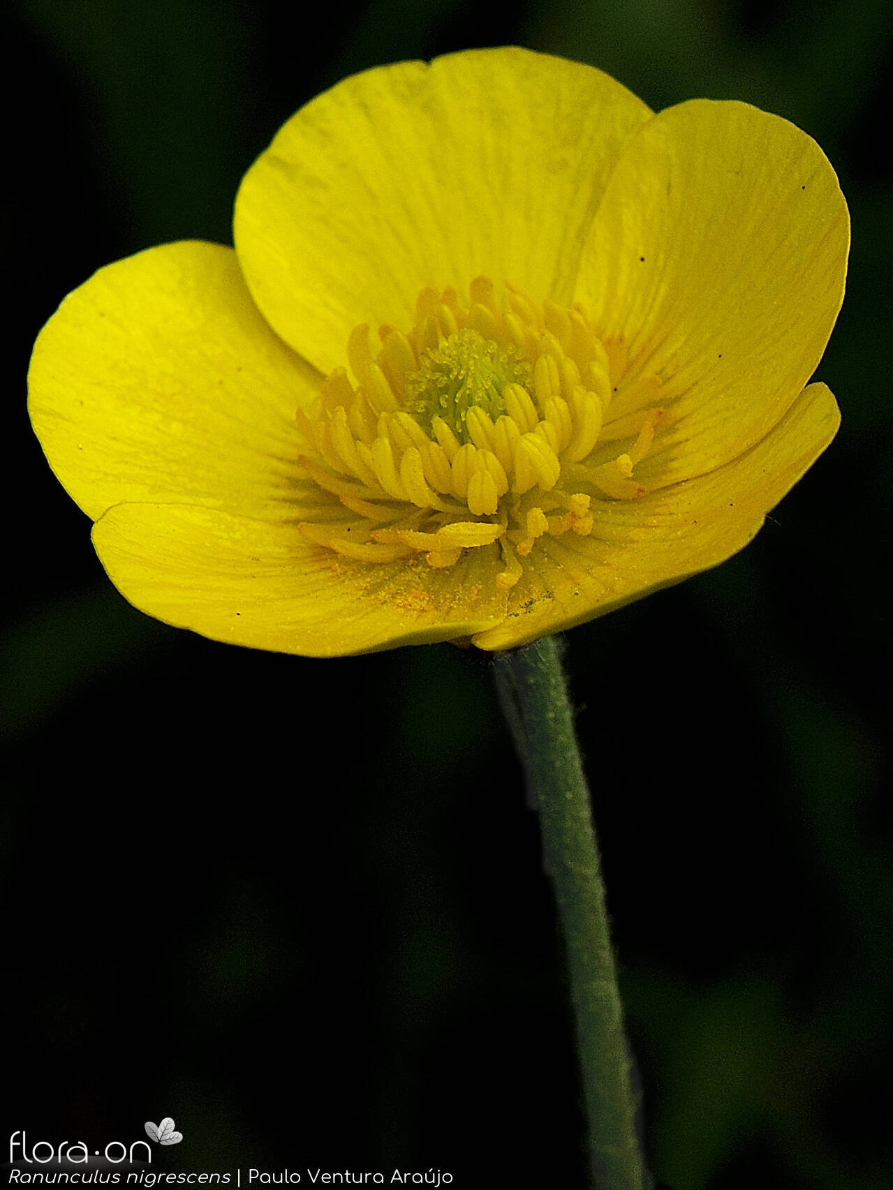 Ranunculus nigrescens - Flor (close-up) | Paulo Ventura Araújo; CC BY-NC 4.0