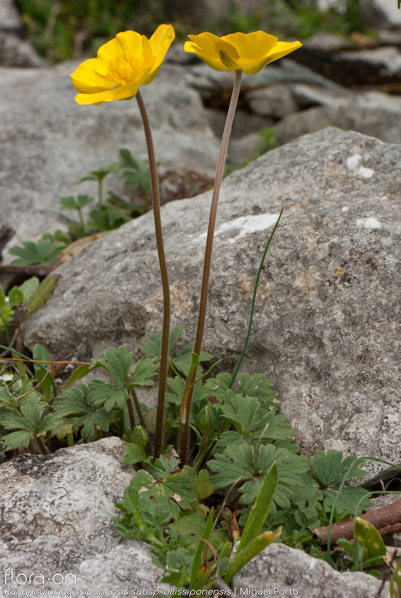 Ranunculus ollissiponensis ollissiponensis - Hábito | Miguel Porto; CC BY-NC 4.0