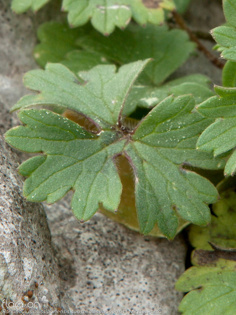 Ranunculus ollissiponensis ollissiponensis - Folha | Miguel Porto; CC BY-NC 4.0