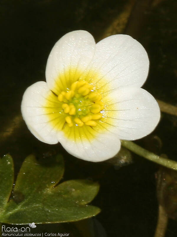 Ranunculus ololeucos - Flor (close-up) | Carlos Aguiar; CC BY-NC 4.0