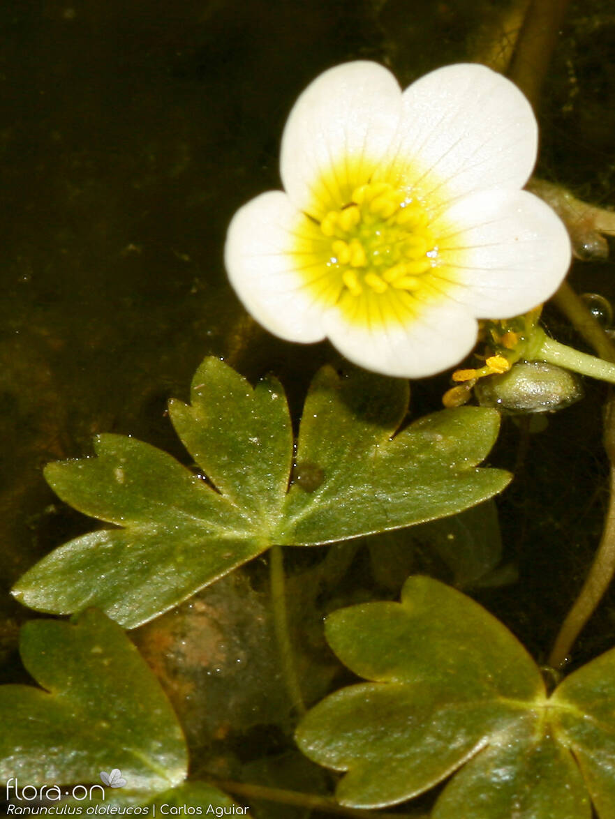 Ranunculus ololeucos - Flor (geral) | Carlos Aguiar; CC BY-NC 4.0