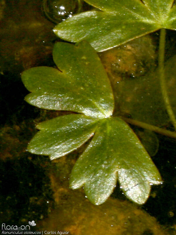 Ranunculus ololeucos - Folha | Carlos Aguiar; CC BY-NC 4.0