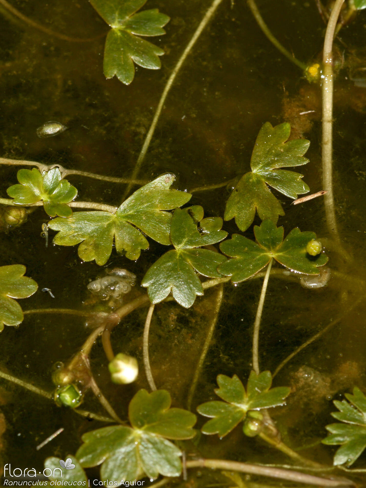 Ranunculus ololeucos - Folha (geral) | Carlos Aguiar; CC BY-NC 4.0