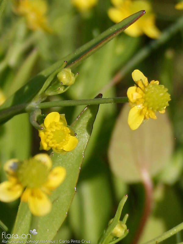 Ranunculus ophioglossifolius - Flor (close-up) | Carla Pinto Cruz; CC BY-NC 4.0