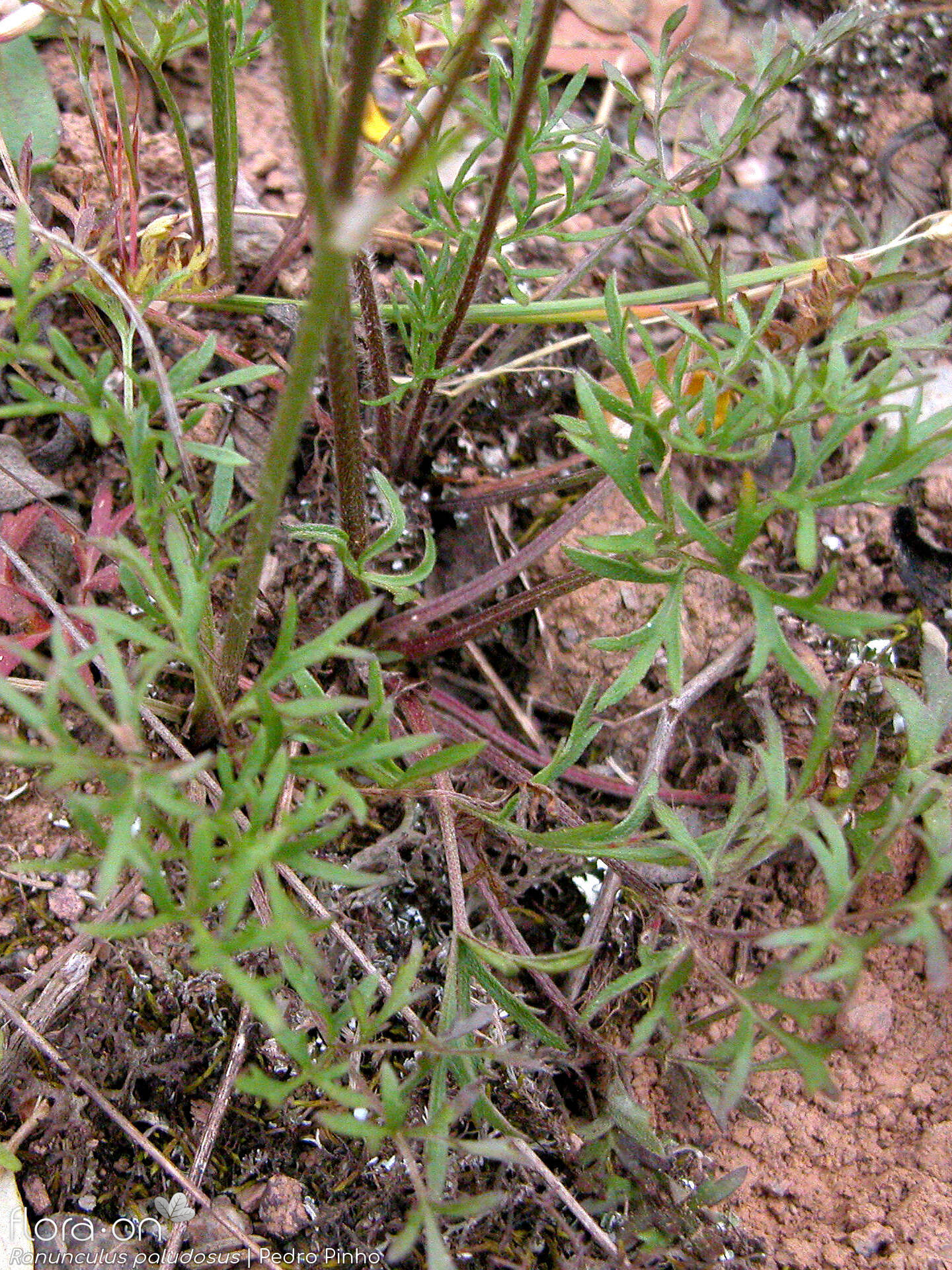 Ranunculus paludosus - Folha (geral) | Pedro Pinho; CC BY-NC 4.0