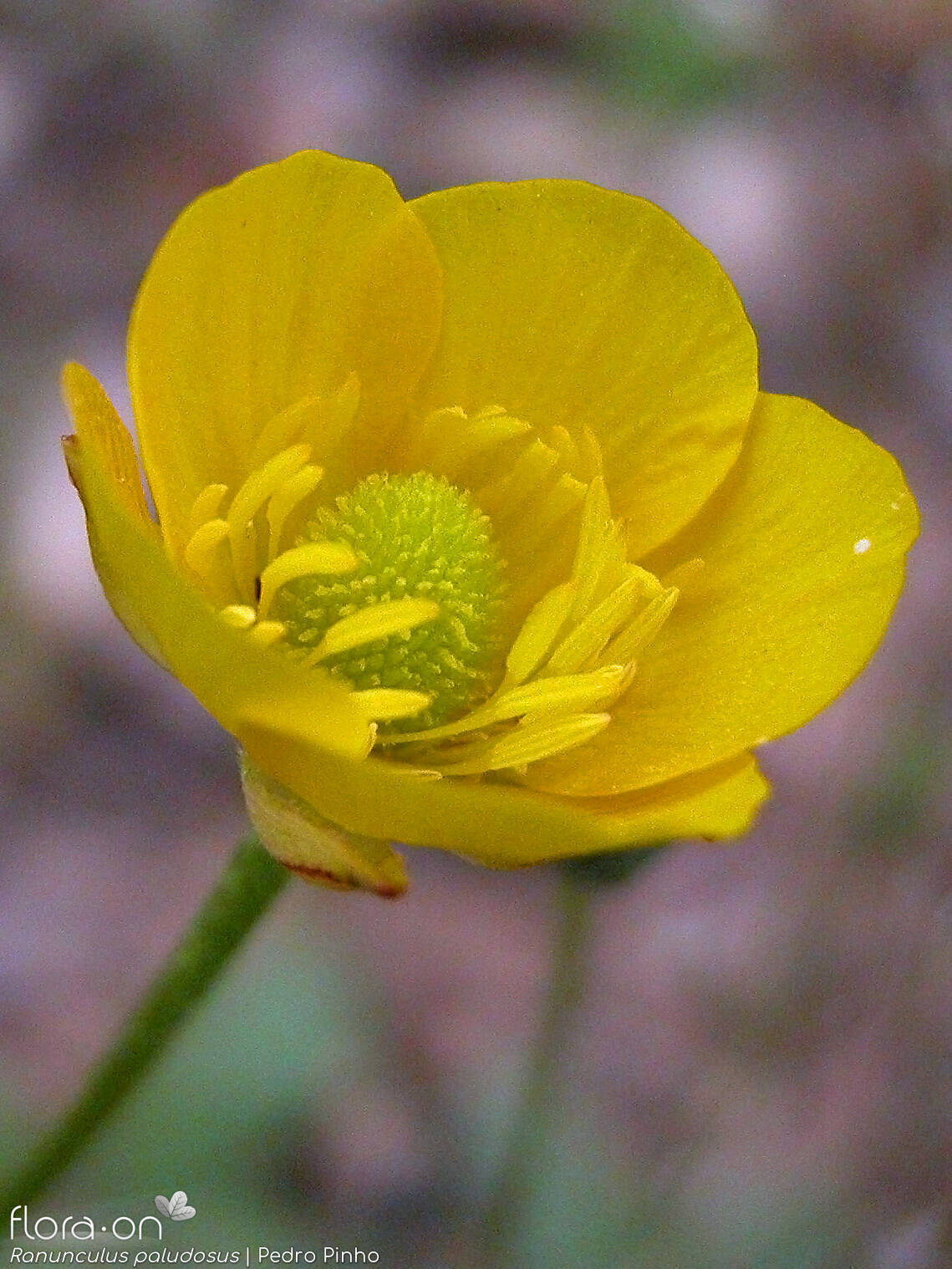 Ranunculus paludosus - Flor (close-up) | Pedro Pinho; CC BY-NC 4.0