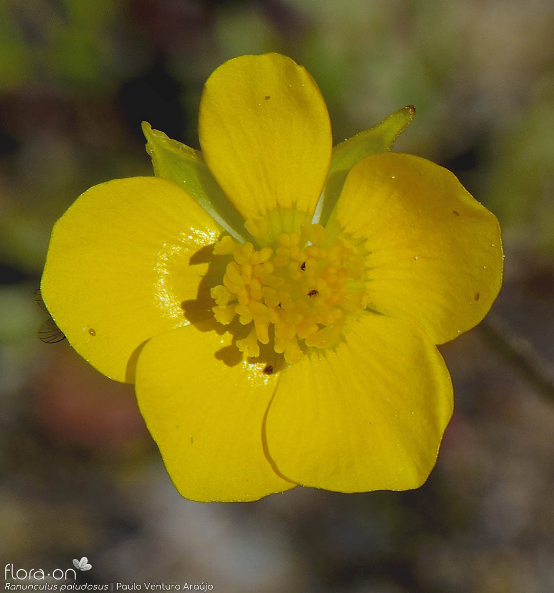 Ranunculus paludosus - Flor (close-up) | Paulo Ventura Araújo; CC BY-NC 4.0