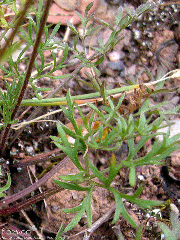 Ranunculus paludosus - Folha | Pedro Pinho; CC BY-NC 4.0