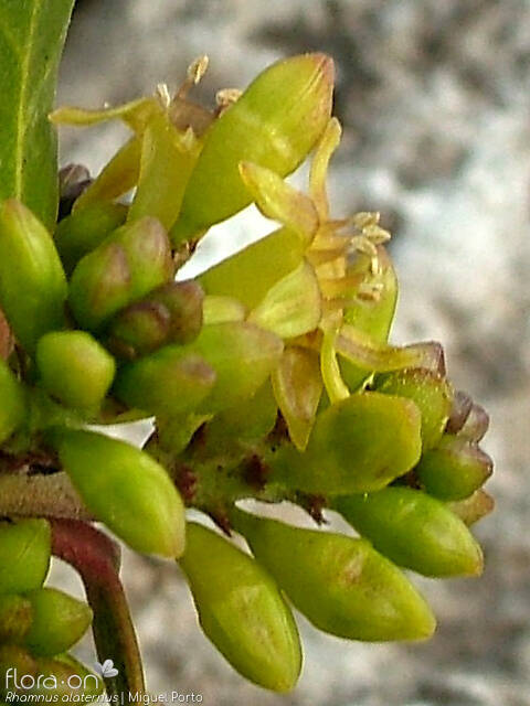 Rhamnus alaternus - Flor (close-up) | Miguel Porto; CC BY-NC 4.0