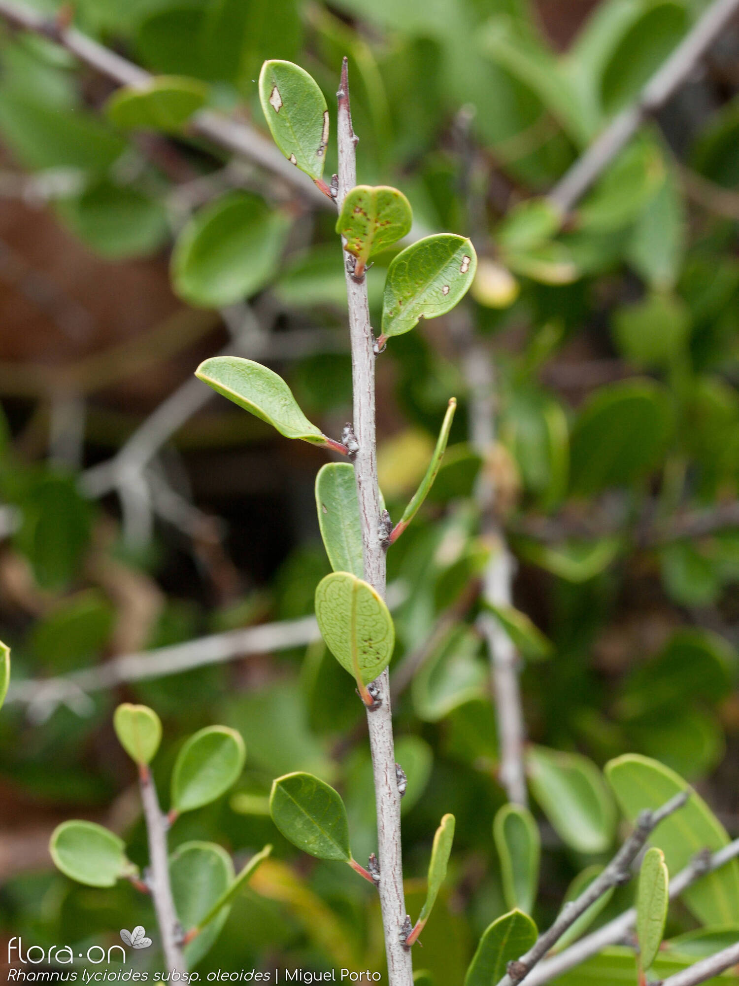 Rhamnus lycioides oleoides - Ramo | Miguel Porto; CC BY-NC 4.0