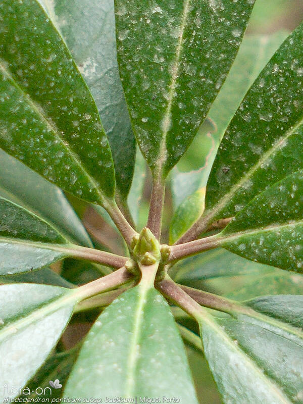 Rhododendron ponticum baeticum - Folha | Miguel Porto; CC BY-NC 4.0