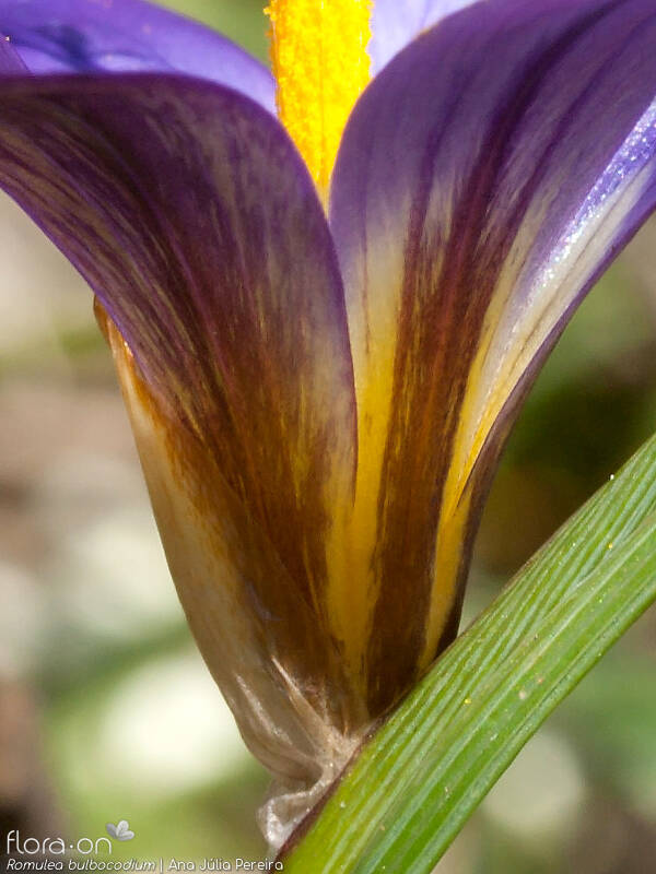 Romulea bulbocodium - Flor (close-up) | Ana Júlia Pereira; CC BY-NC 4.0