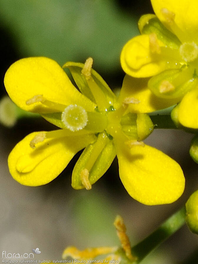 Rorippa sylvestris sylvestris - Flor (close-up) | Paulo Ventura Araújo; CC BY-NC 4.0