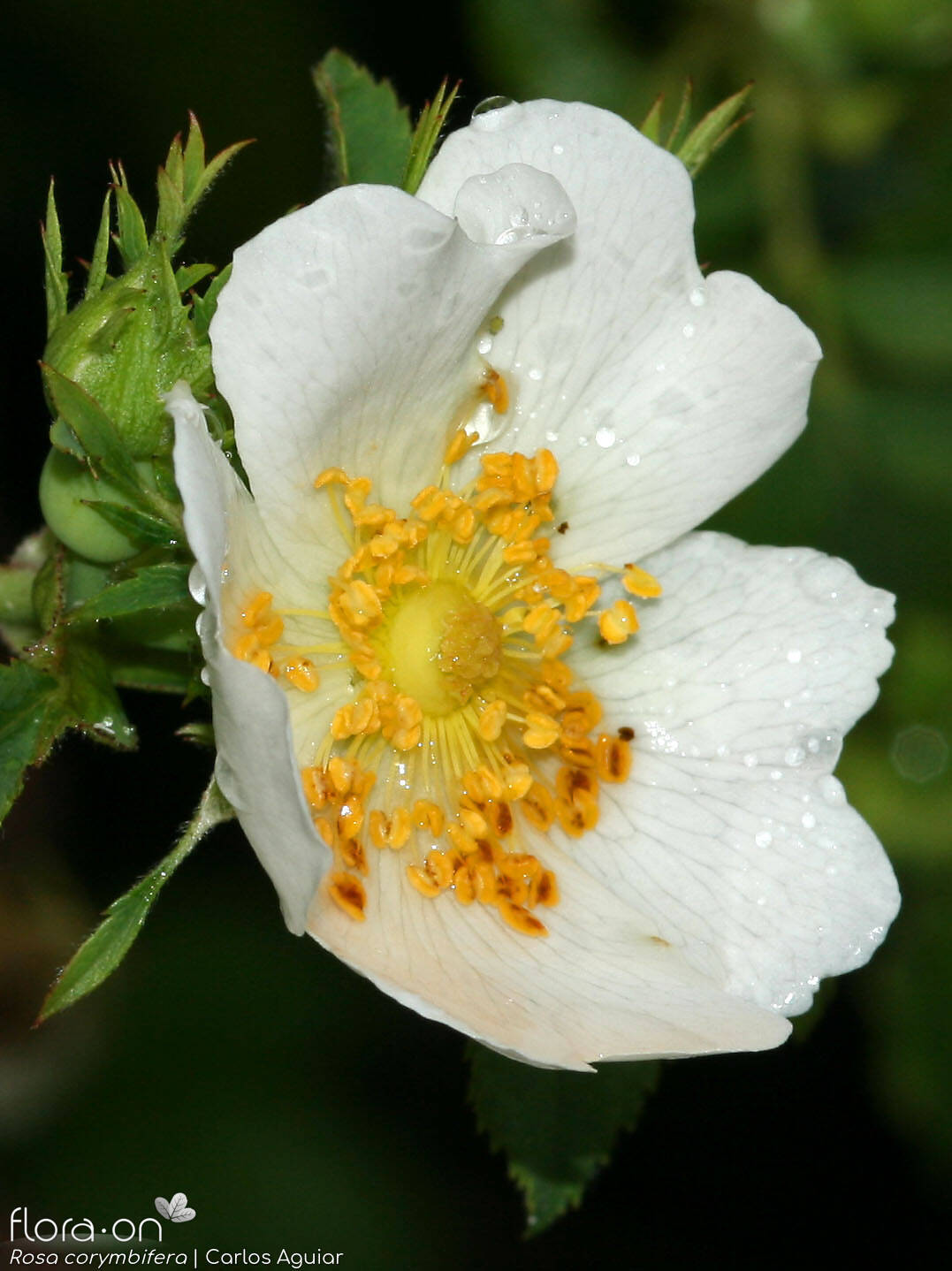 Rosa corymbifera - Flor (close-up) | Carlos Aguiar; CC BY-NC 4.0