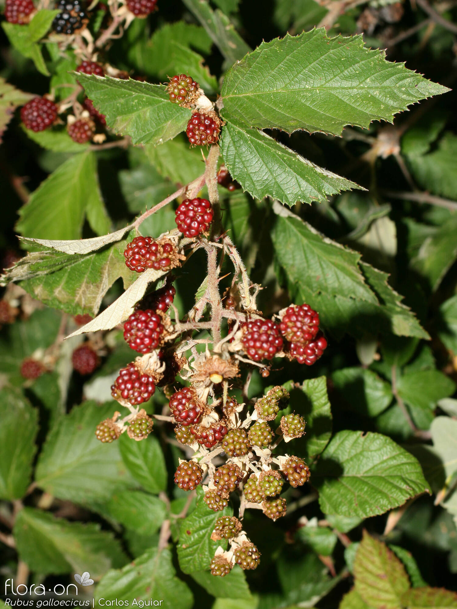 Rubus galloecicus - Fruto | Carlos Aguiar; CC BY-NC 4.0
