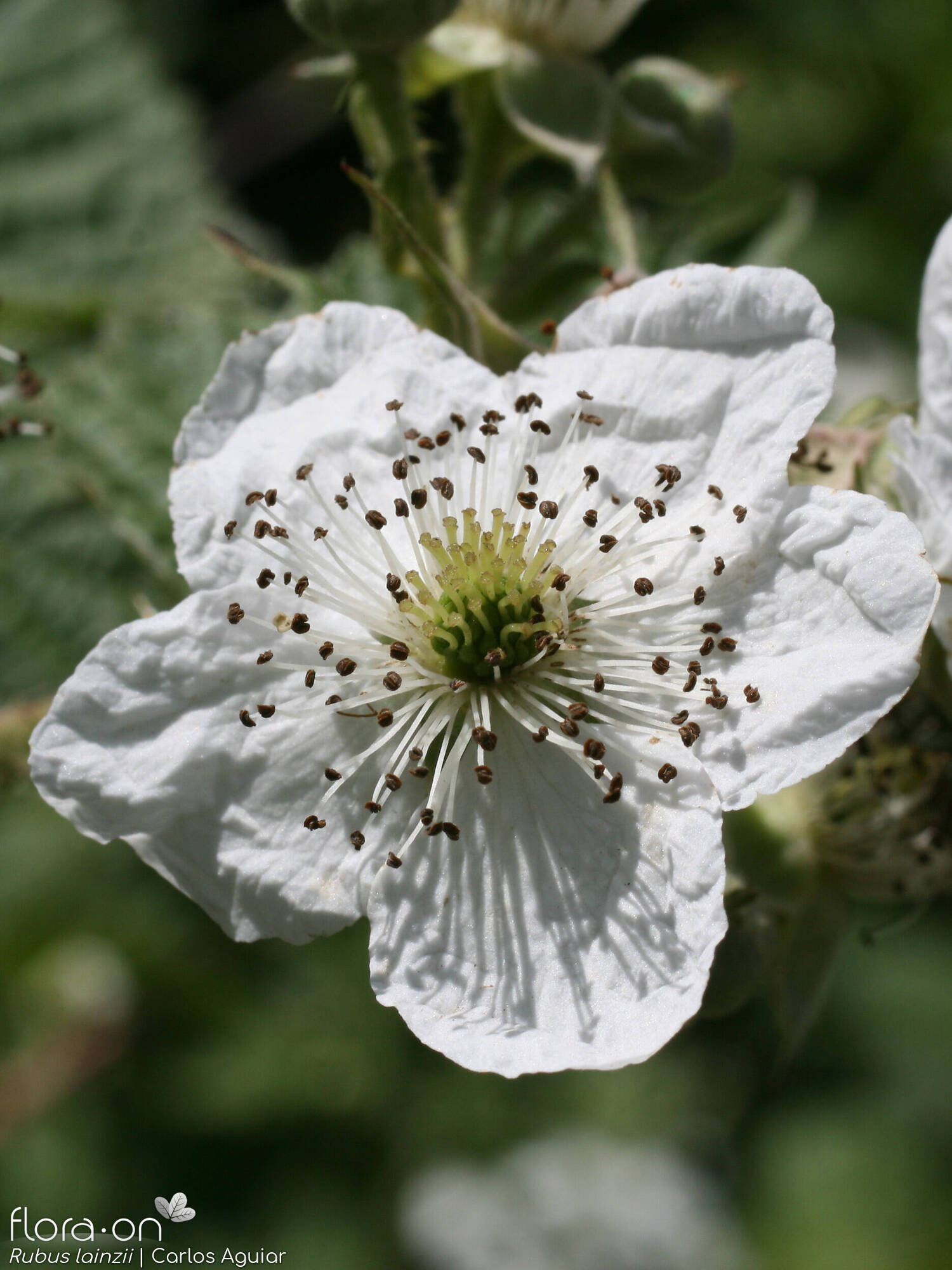 Rubus lainzii - Flor (close-up) | Carlos Aguiar; CC BY-NC 4.0