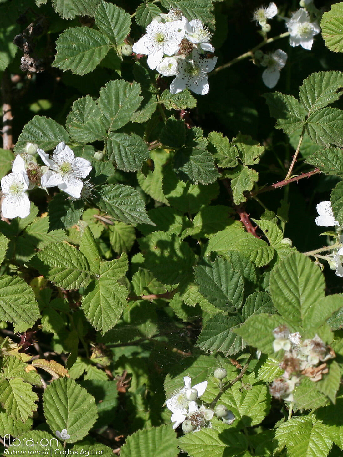 Rubus lainzii - Hábito | Carlos Aguiar; CC BY-NC 4.0