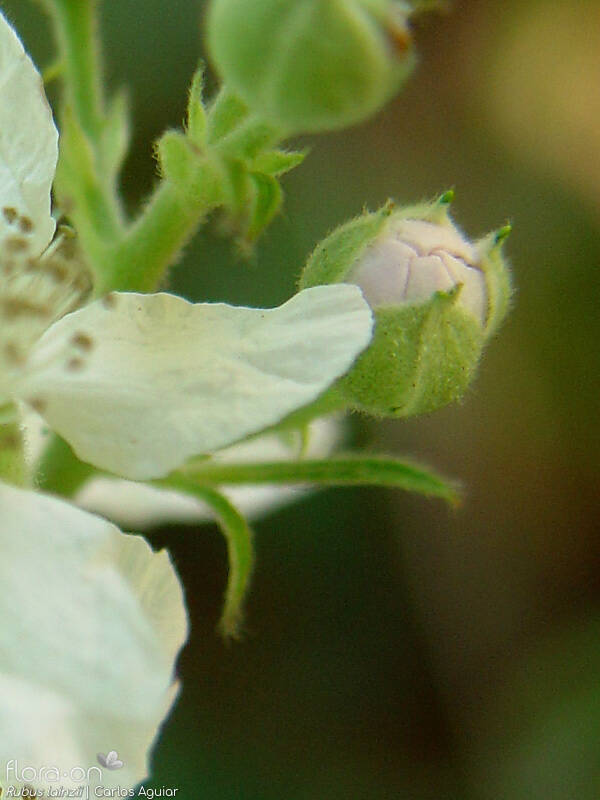 Rubus lainzii - Cálice | Carlos Aguiar; CC BY-NC 4.0