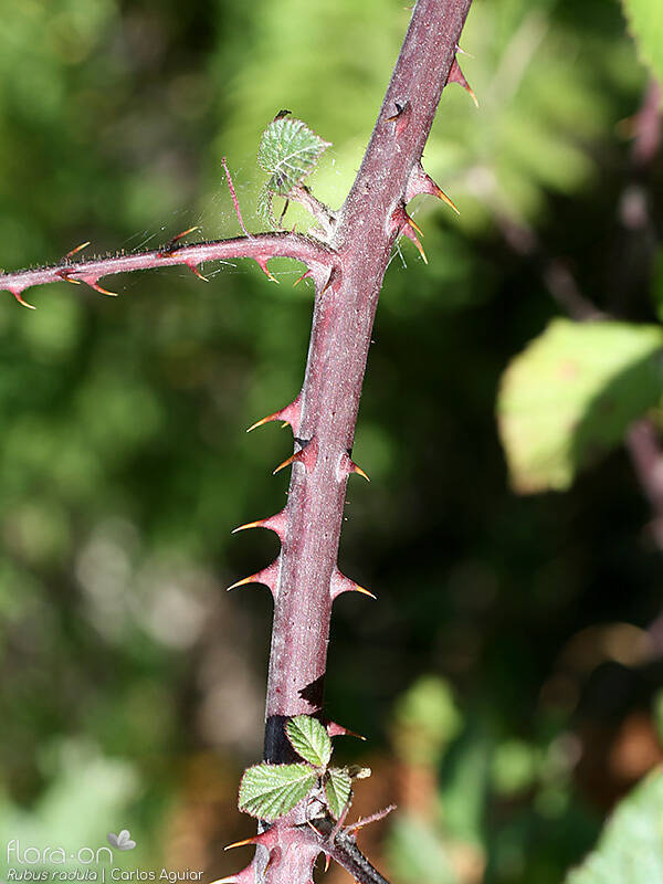 Rubus radula - Caule | Carlos Aguiar; CC BY-NC 4.0