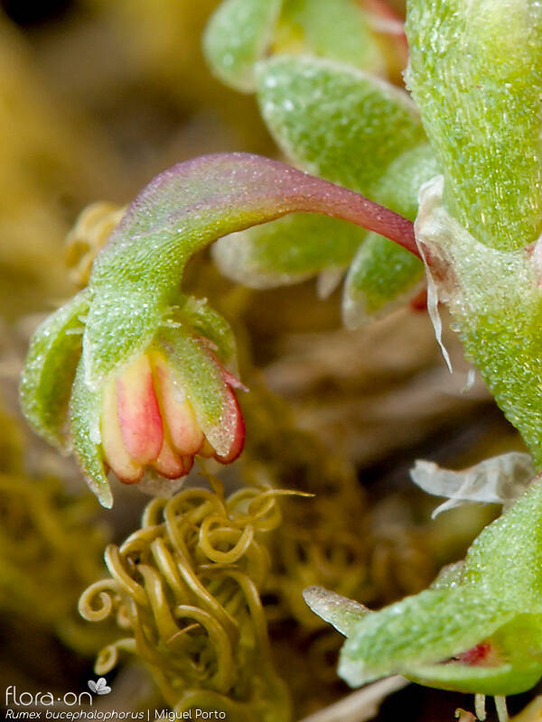 Rumex bucephalophorus - Flor (close-up) | Miguel Porto; CC BY-NC 4.0