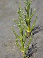 Salicornia ramosissima