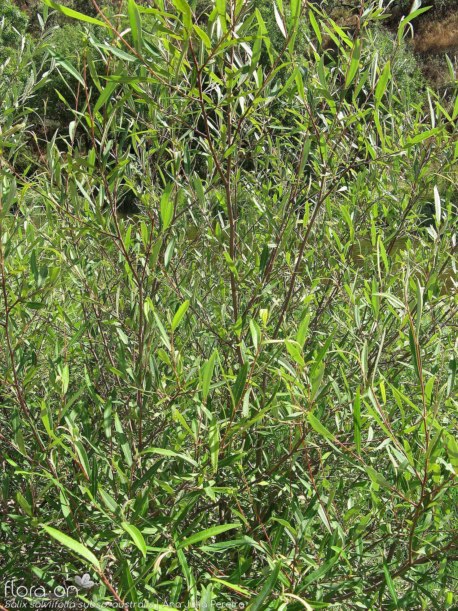Salix salviifolia - Hábito | Ana Júlia Pereira; CC BY-NC 4.0