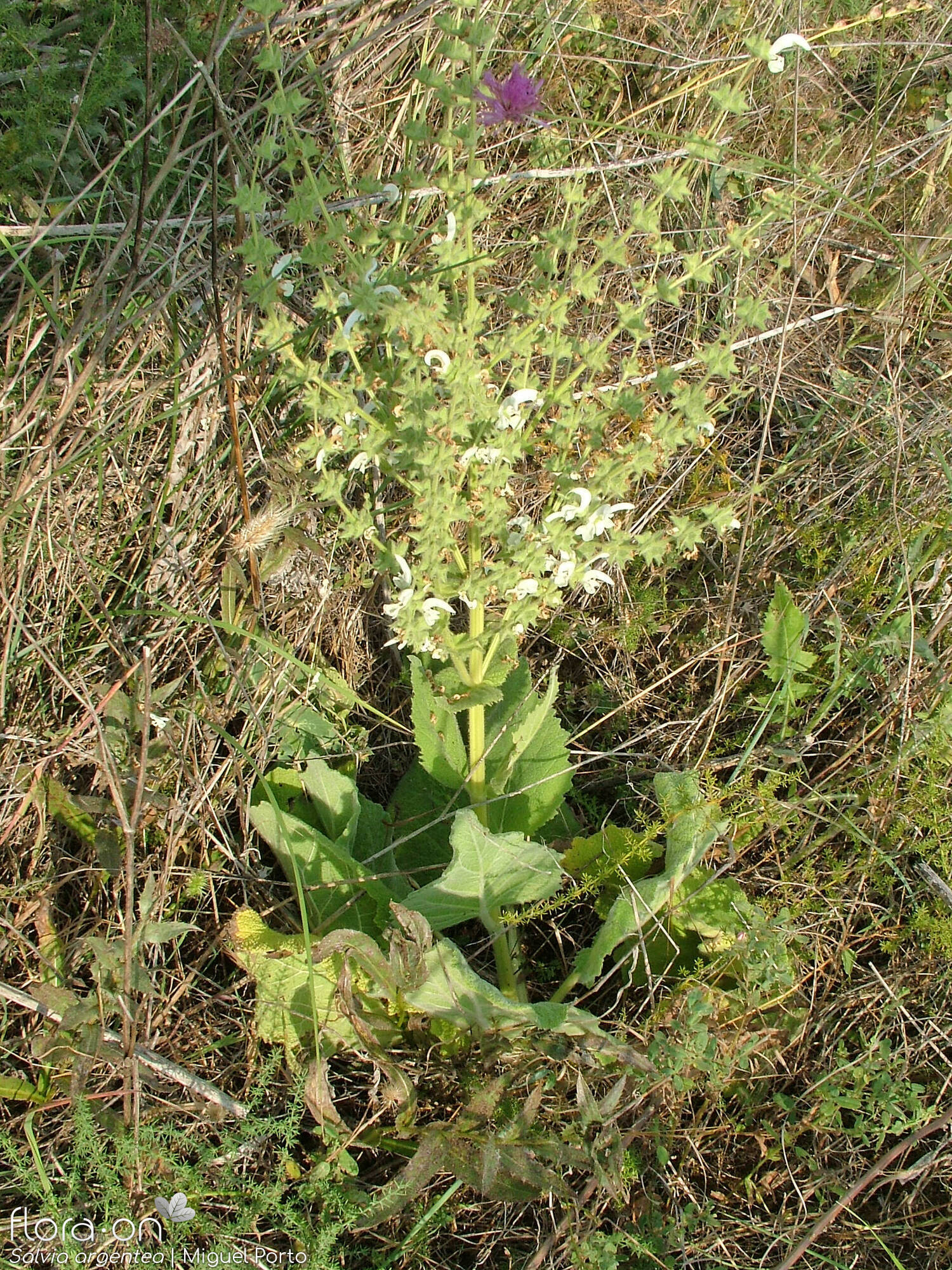 Salvia argentea - Hábito | Miguel Porto; CC BY-NC 4.0