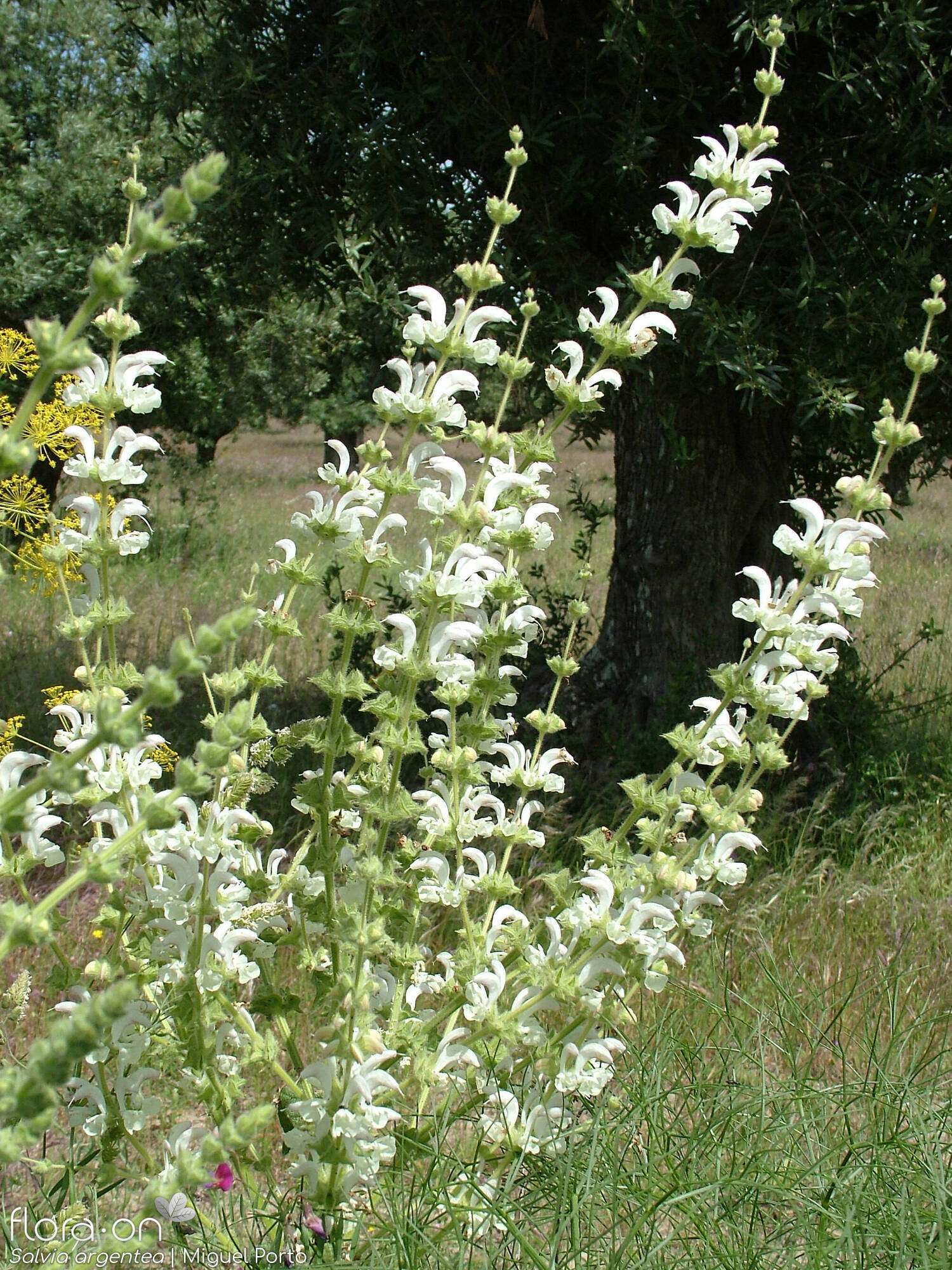 Salvia argentea - Flor (geral) | Miguel Porto; CC BY-NC 4.0
