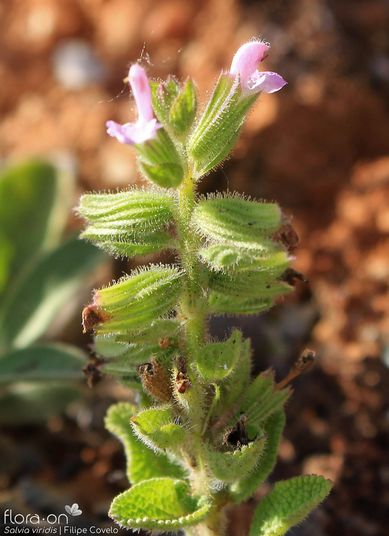 Salvia viridis - Flor (geral) | Filipe Covelo; CC BY-NC 4.0