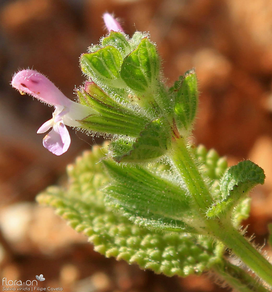 Salvia viridis - Flor (close-up) | Filipe Covelo; CC BY-NC 4.0