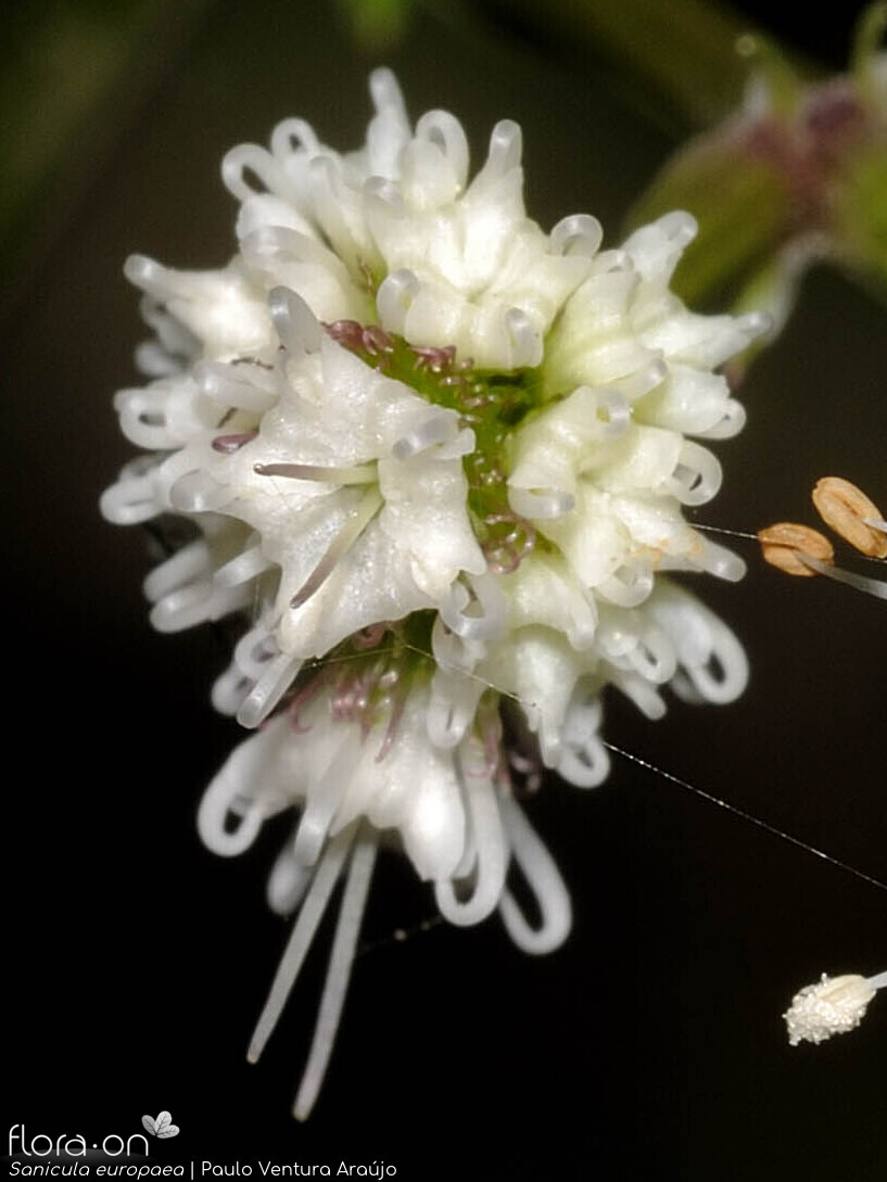 Sanicula europaea - Flor (close-up) | Paulo Ventura Araújo; CC BY-NC 4.0