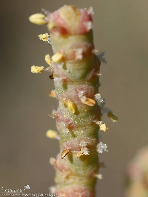 Sarcocornia fruticosa - Flor (close-up) | Carlos Aguiar; CC BY-NC 4.0