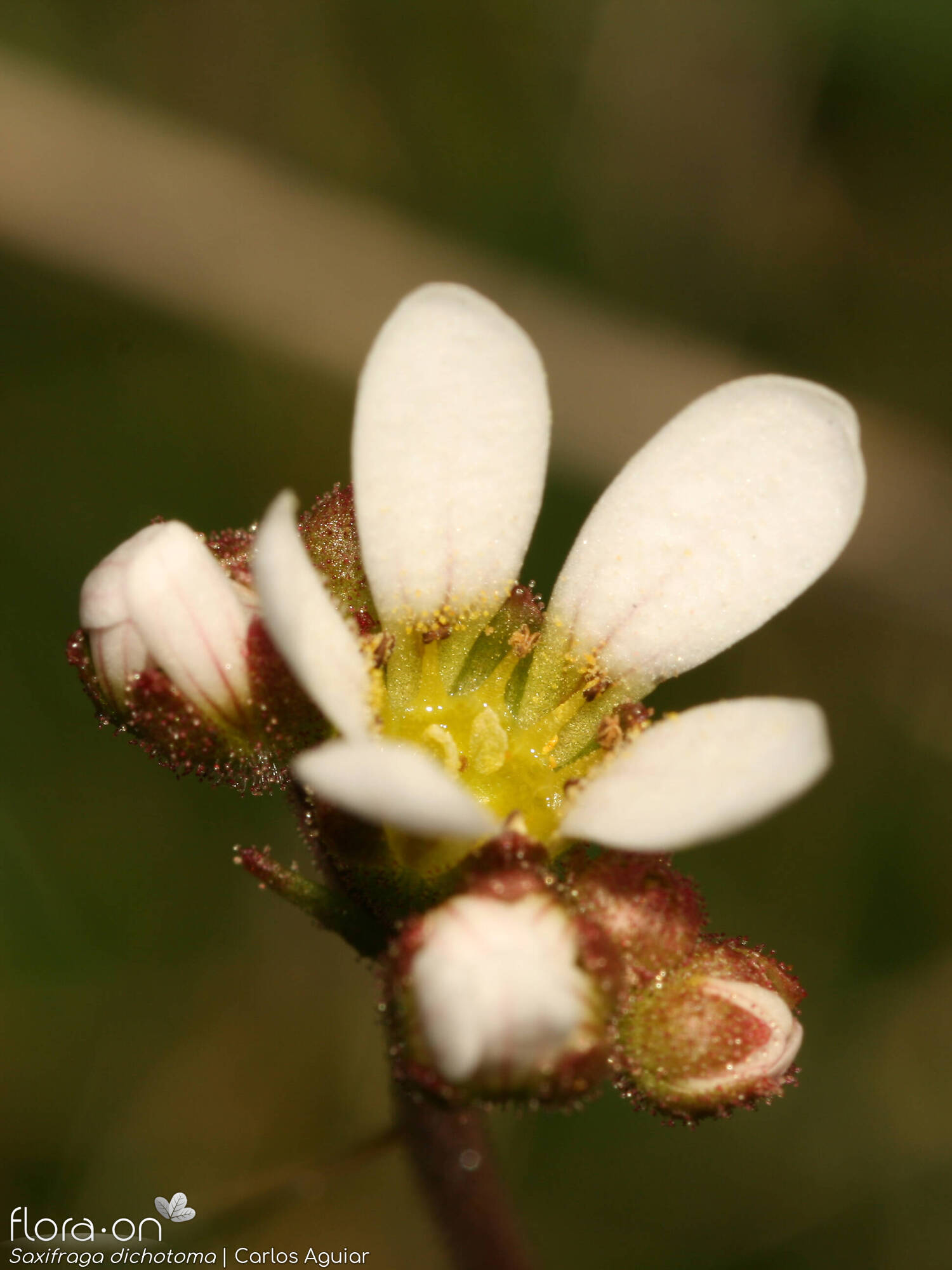 Saxifraga dichotoma - Flor (close-up) | Carlos Aguiar; CC BY-NC 4.0