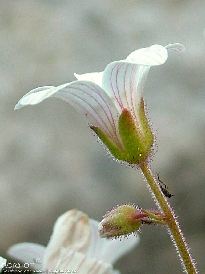 Saxifraga granulata - Flor (close-up) | Miguel Porto; CC BY-NC 4.0