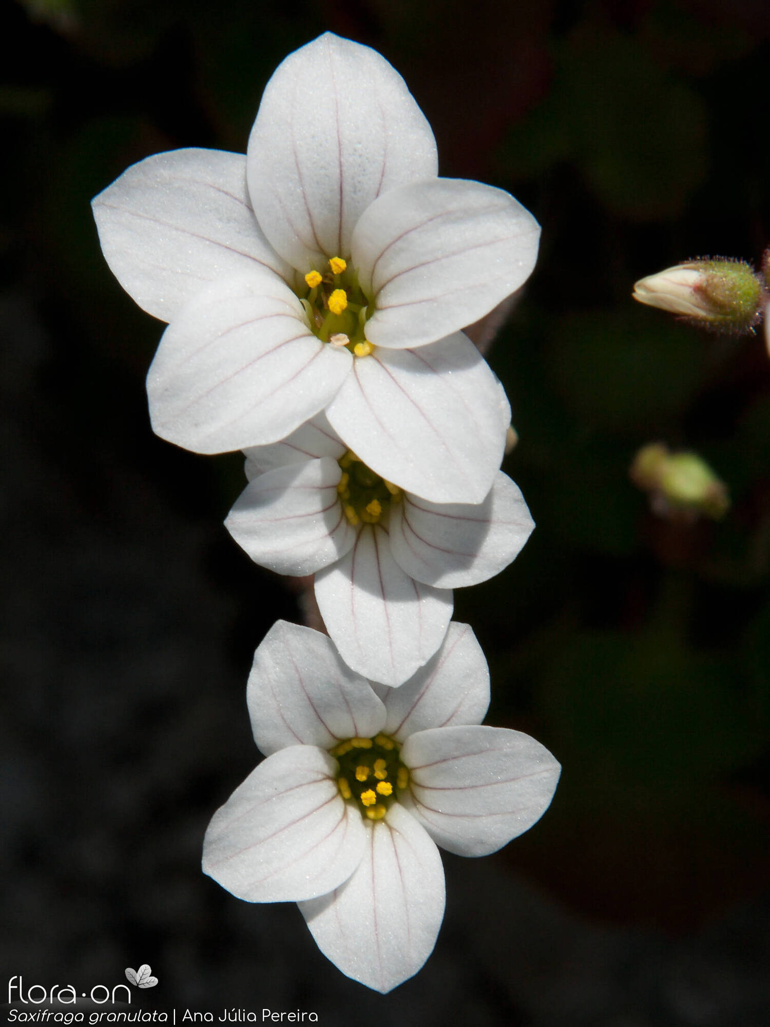 Saxifraga granulata - Flor (close-up) | Ana Júlia Pereira; CC BY-NC 4.0