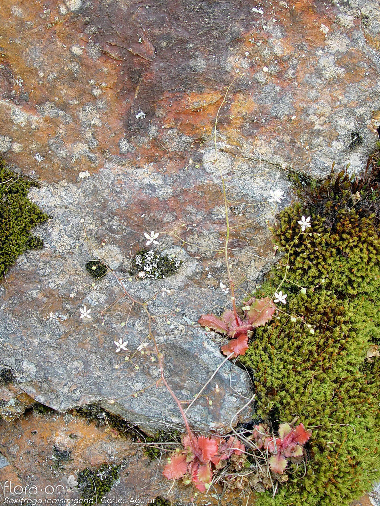 Saxifraga lepismigena - Habitat | Carlos Aguiar; CC BY-NC 4.0