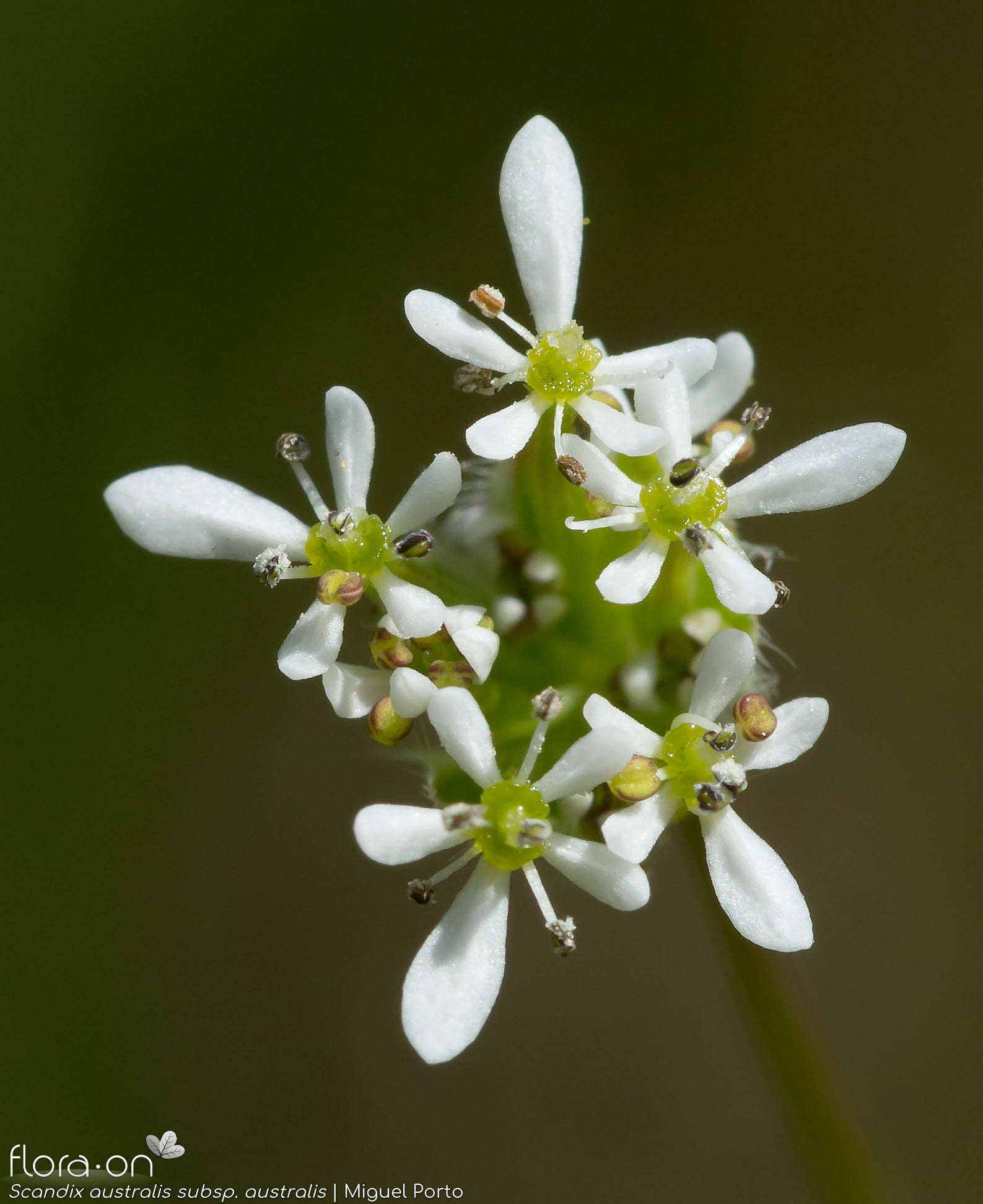 Scandix australis australis - Flor (close-up) | Miguel Porto; CC BY-NC 4.0