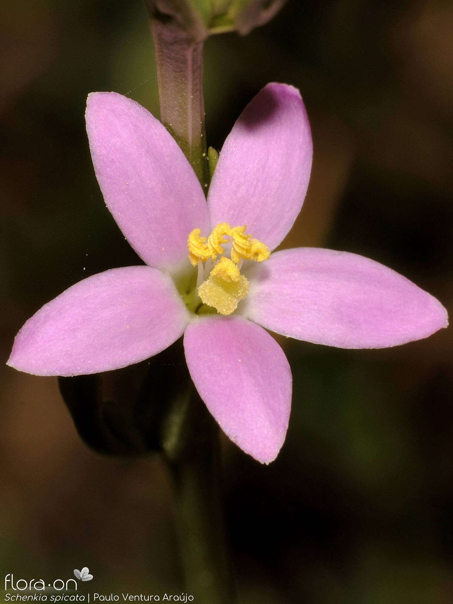 Schenkia spicata - Flor (close-up) | Paulo Ventura Araújo; CC BY-NC 4.0