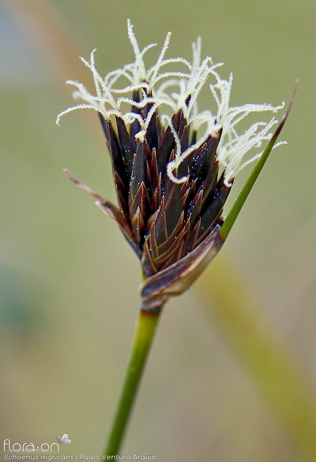 Schoenus nigricans - Flor (close-up) | Paulo Ventura Araújo; CC BY-NC 4.0
