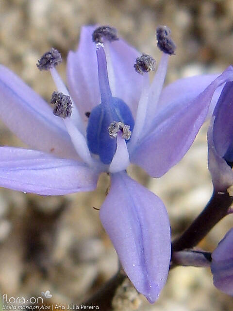 Scilla monophyllos - Flor (close-up) | Ana Júlia Pereira; CC BY-NC 4.0