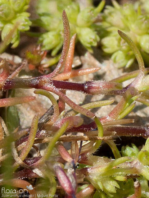 Scleranthus delortii - Folha | Miguel Porto; CC BY-NC 4.0