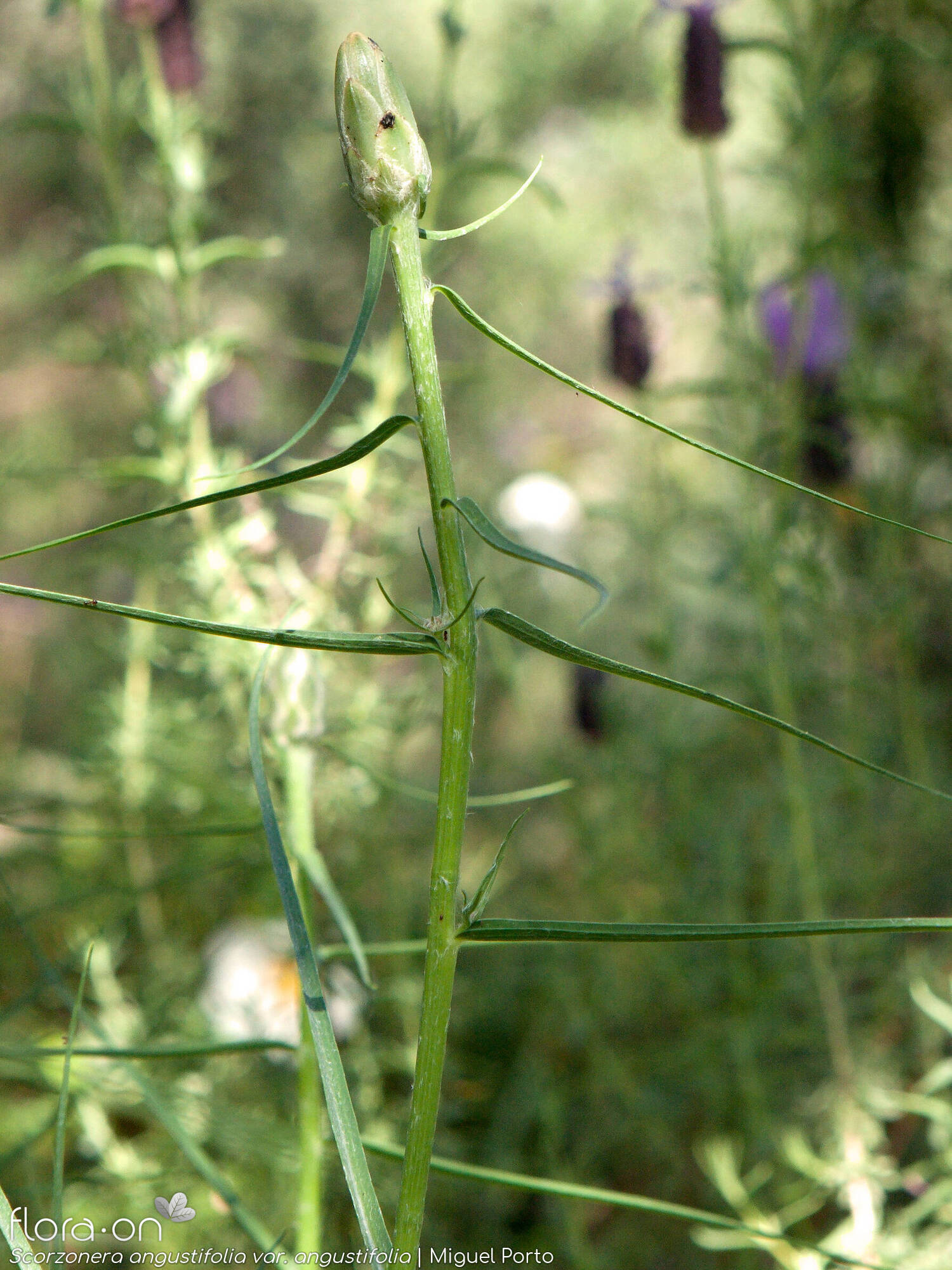 Scorzonera angustifolia angustifolia - Flor (geral) | Miguel Porto; CC BY-NC 4.0