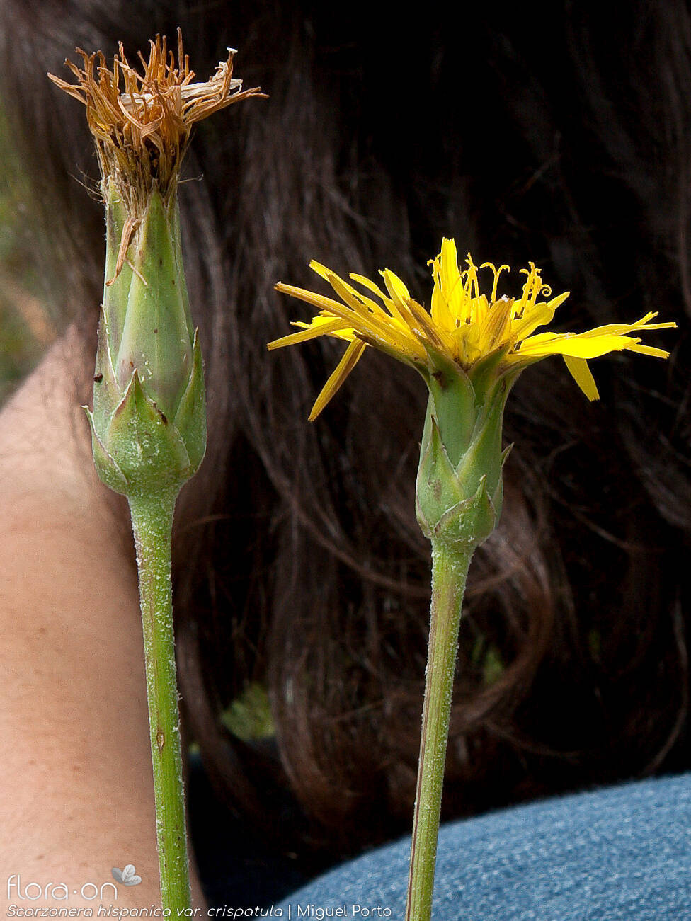 Scorzonera hispanica - Flor (geral) | Miguel Porto; CC BY-NC 4.0